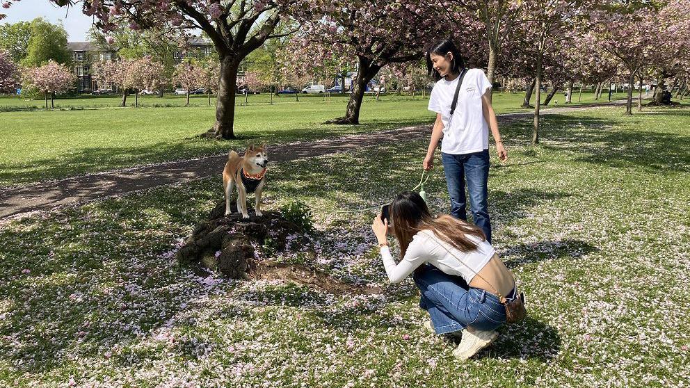 A dog stands on a small rock in a park beneath blossom trees as a woman holds it on a lead, while another woman photographs it