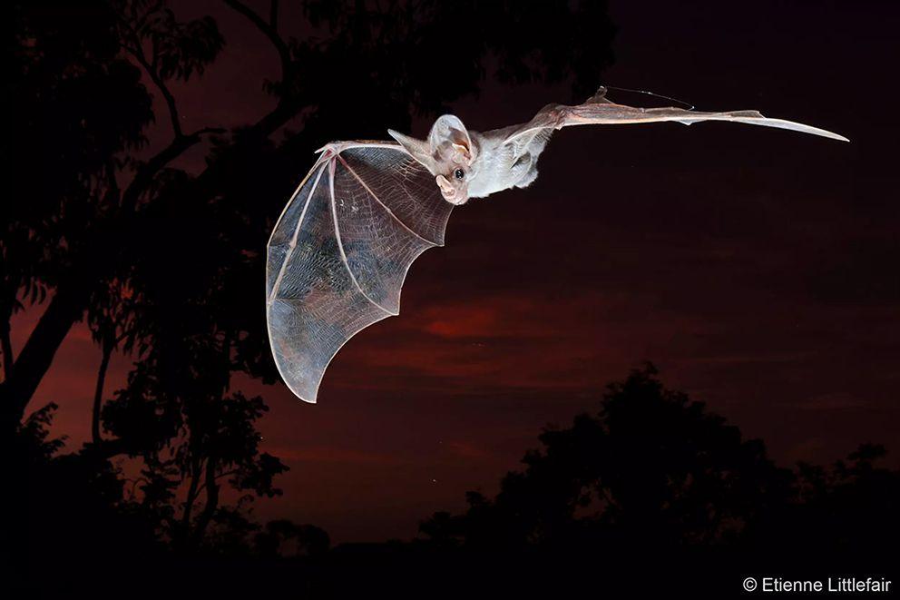 A ghost bat wings outspread flies with a dark red sky and silhouetted trees behind.