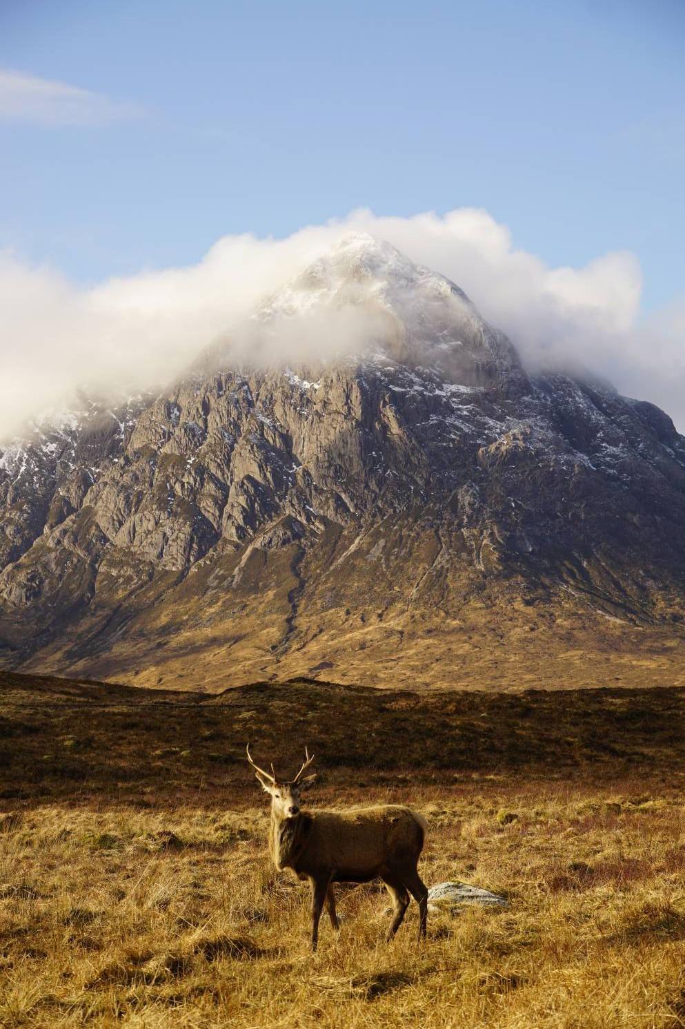 A stag standing in a field in front of a dramatic mountain covered in clouds 