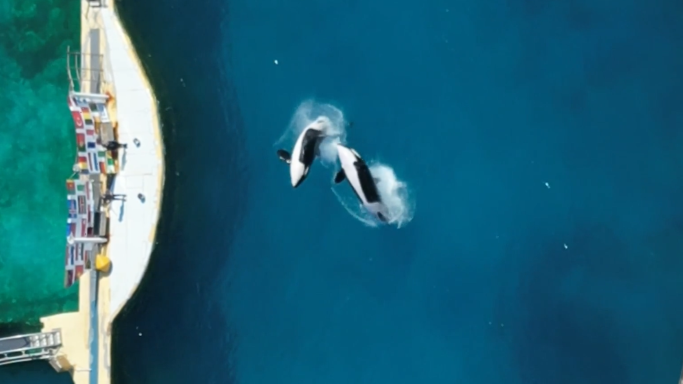 Wikie and Keijo perform backflips in front of their trainers in pools at Marineland Antibes.