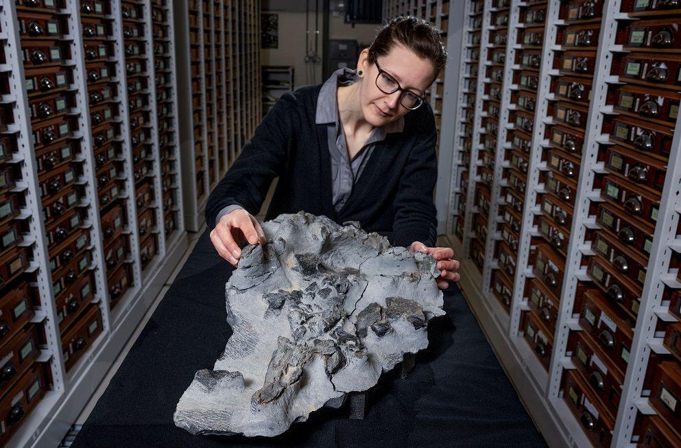 Dr Elsa Panciroli stands behind the fossil, seen front on. Her head is tilted as she looks at it. 