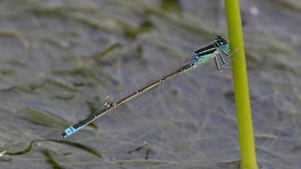 A damselfly with a blue and black body clings to a green stem. It has a long black tail with a blue tip.