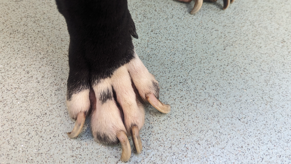 Image shows a dog's paw on a hospital floor. The fur is black and white, and the claws are long and curled at the ends. 