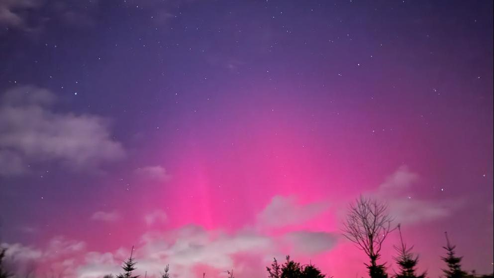 pink and purple above  tree tops with white clouds