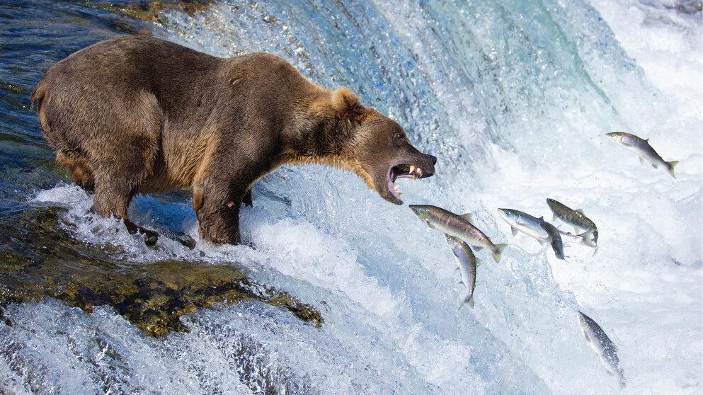 Brown bear hunting fish. 