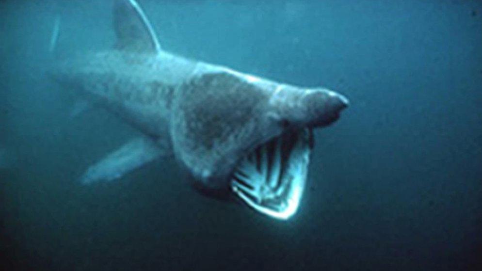 basking shark