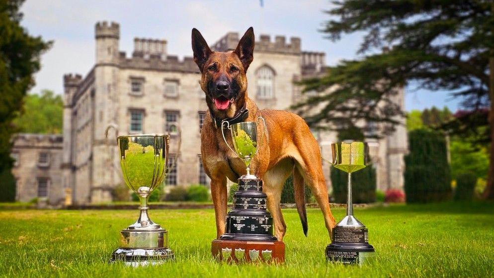 Police dog Amber, a Belgian Malinois, stands in front of a castle with three trophies from the Scottish Championships.