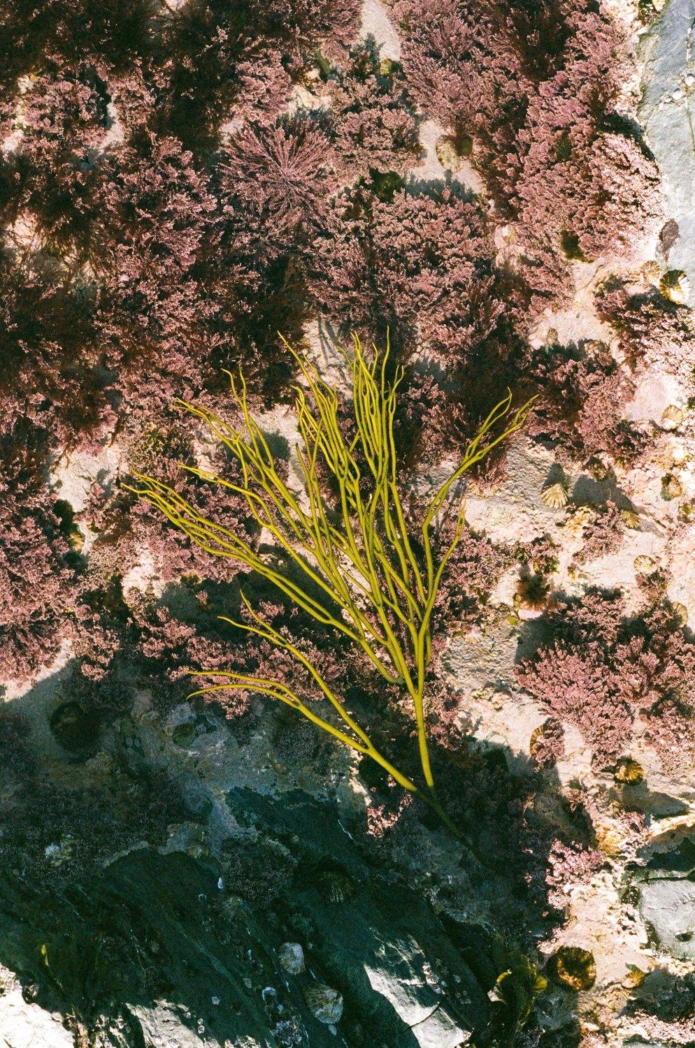 Coeden Fôr