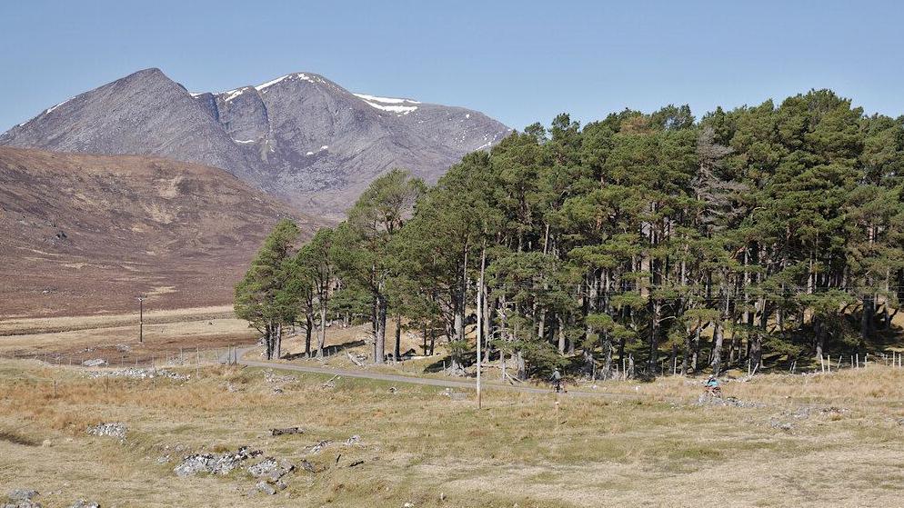 A view to a rugged mountain in a range called the Fannichs. In the foreground is a small clump of pine trees. It is a sunny, clear day and the sky is blue.