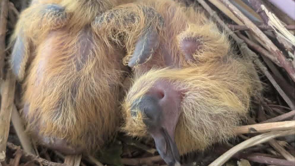 Two newborn chicks, with brown fluff on them and pink heads and bodies. They are resting on a nest.