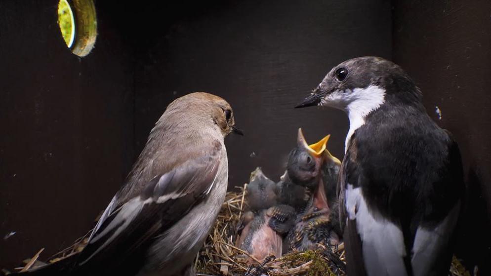 A family of European pied flycatchers inside a bird box