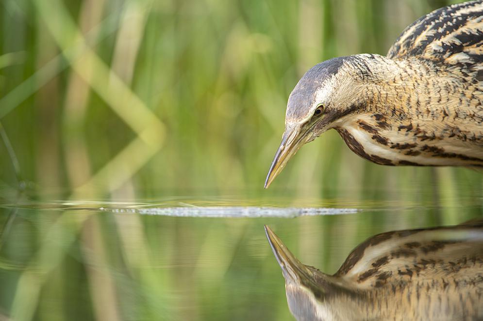 Bittern drinking from pond with reeds behind