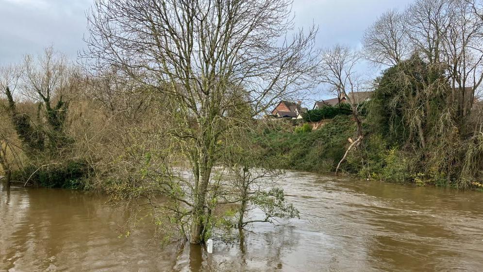 A river that has burst it banks and is submerging trees. Houses can be seen in the background above shrubbery where the water level is rising.