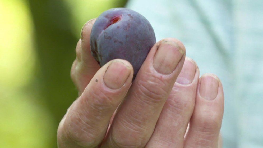 The image shows a close-up of a person's hand holding a small, round, purple plum. The hand has visible dirt under the fingernails. The background is blurred.