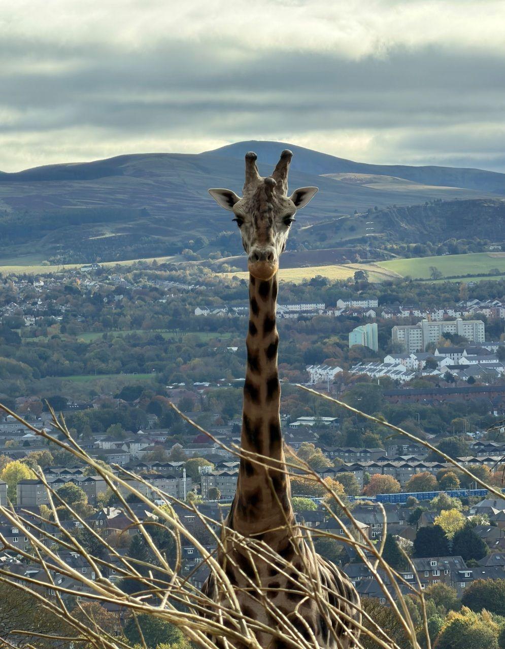 A giraffe with hills and buildings in the background