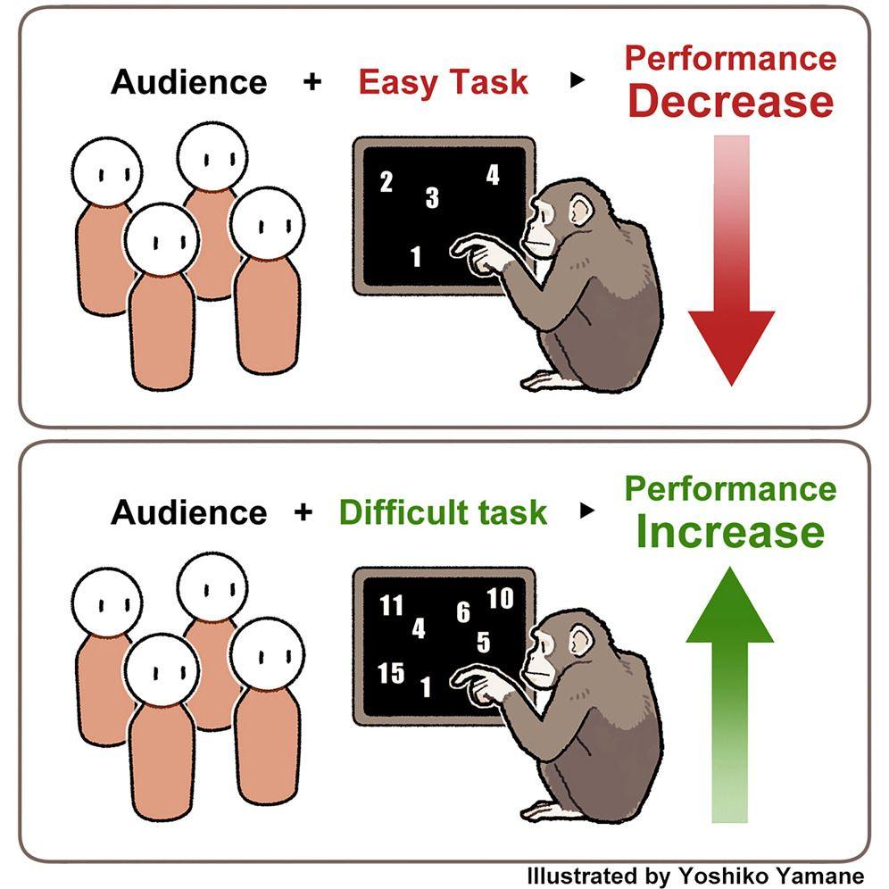 This illustration shows an example of the test the chimps were taking part in. 