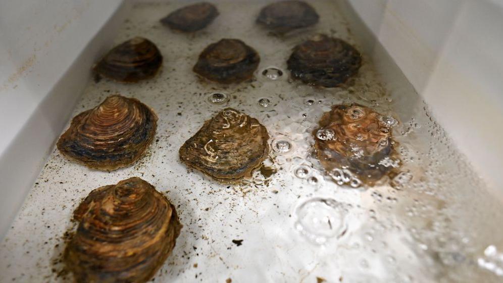 A tray holding British native oysters at an oyster hatchery