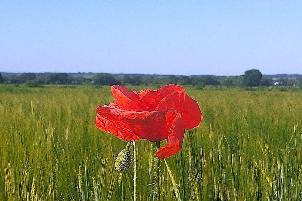 One red flower can be seen in a field with green stalks all around it. In the distance are more fields with green trees further on.
