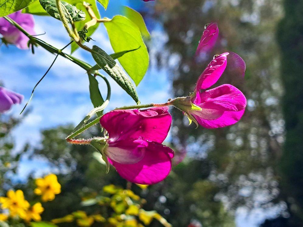 Pink broad petals adorn several flowers on a green stem. Behind them, blurred, are several trees.