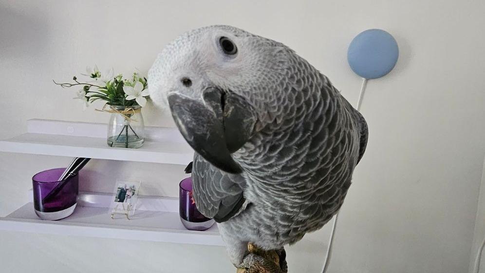 Burt, a grey parrot, tilts his head as he looks into the camera. There is a white two-tier storage shelf on the wall behind him. A vase with white lilies is placed on the top shelf. There is a framed wedding photograph on the lower shelf.