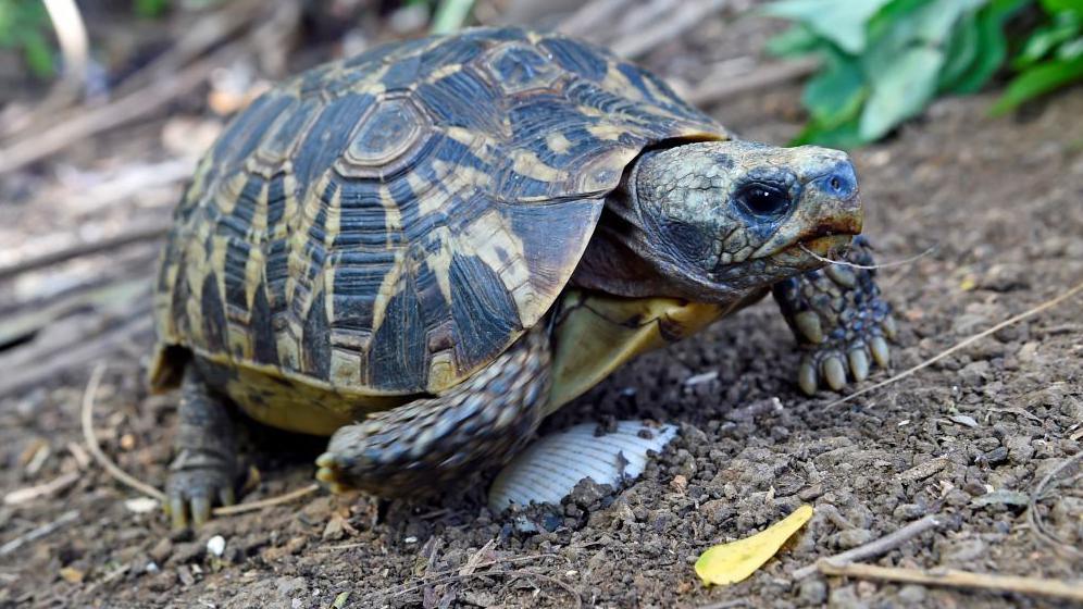 Spider tortoise in Madagascar