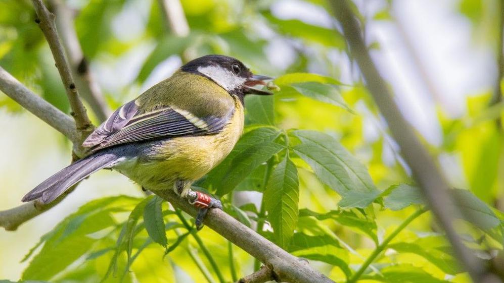 A great tit wearing a radio frequency tag