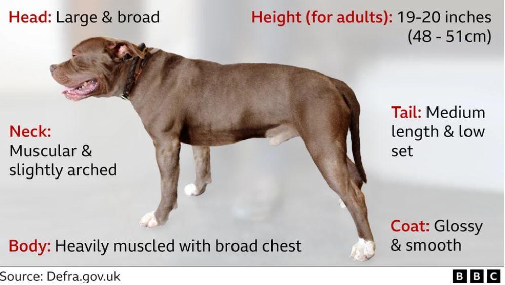 An infographic describing the qualities of an XL bully. There is a picture of a brown dog in the centre, surrounded by the following text: Head: Large and broad. Neck: Muscular and slightly arched. Body: Heavily muscled with broad chest. Height (for adults): 19-20 inches (48-51cm). Tail: Medium length and low set. Coat: Glossy and smooth