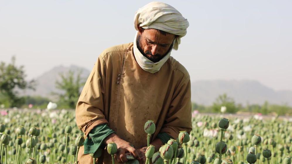 An Afghan farmer at a poppy field in the city of Kandahar, in April 2022