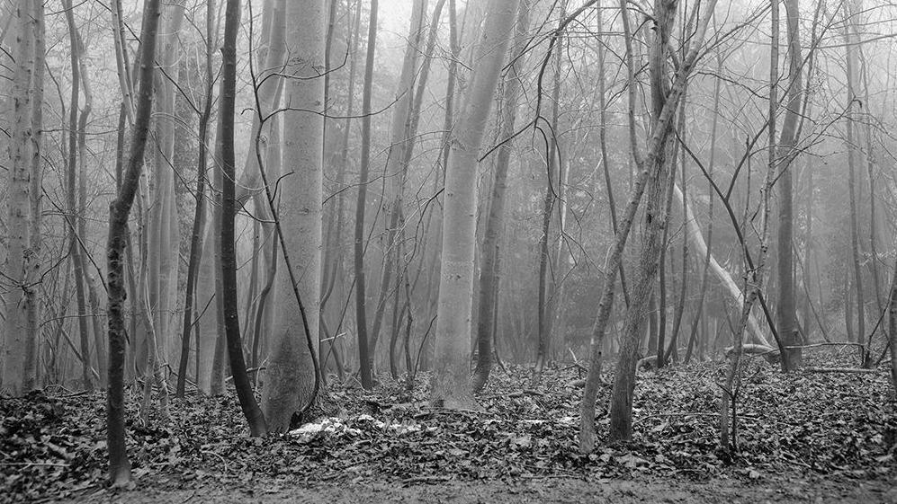 Black and white image of former burial site in forestry, with bare trees and leaves on the ground