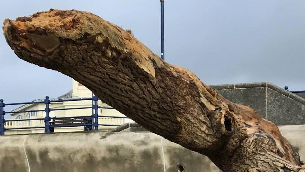 Lizzy the lizard, actually a piece of driftwood, washed up on a beach in Porthcawl