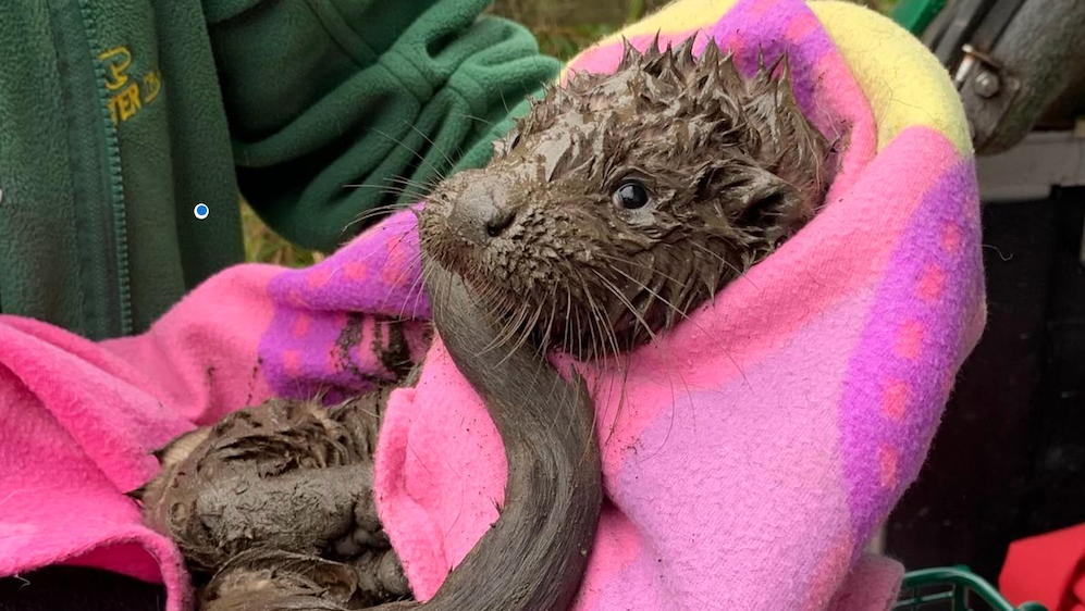 Otter cub wrapped in a pink towel