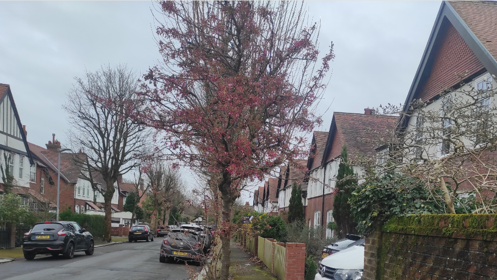 A young cherry blossom tree