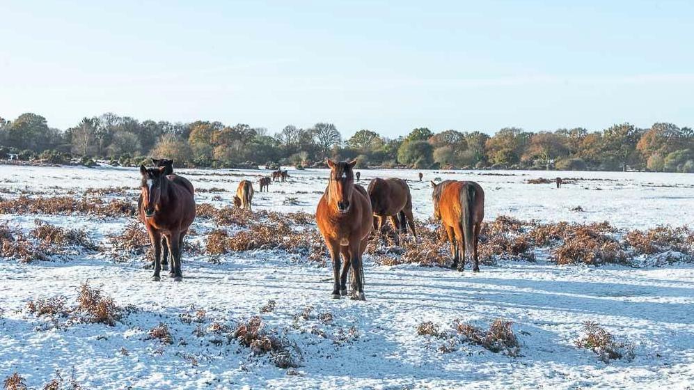 A snow covered grassland with several brown horses. Two of the horses are looking at the camera while the others are grazing on the land.