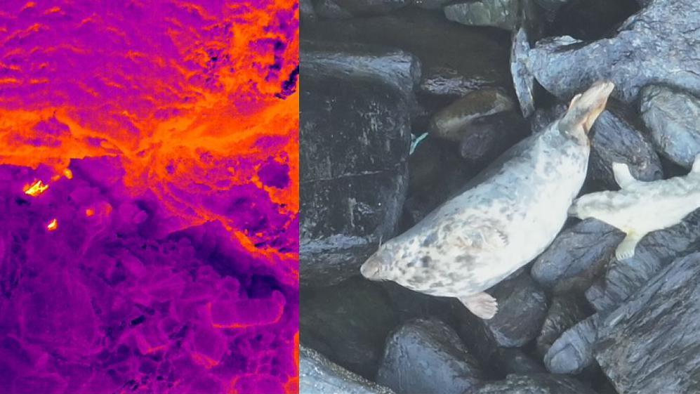 A split screen of the pink and orange thermal image of a seal and it's pup, and a photograph of the two seals on rocks. It provides an understanding of what the drone can see and what the naked eye can see.