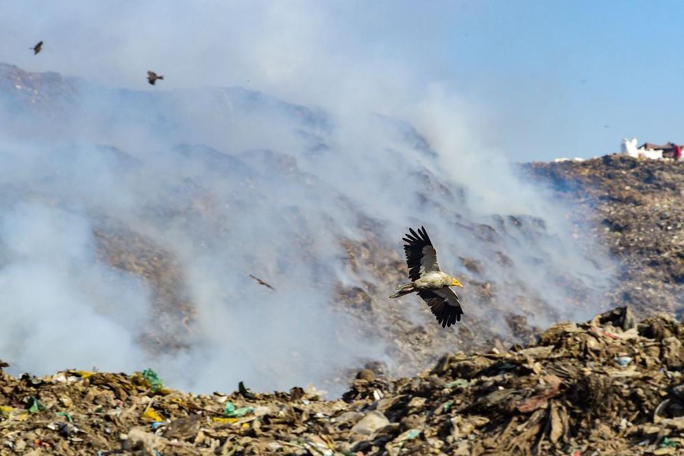 A migratory Egyptian Vulture hovers over Pirana landfill on the outskirts of Ahmedabad on February 20, 2023. 