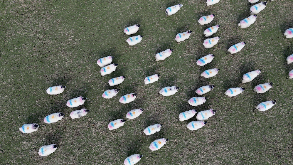 An aerial view of sheep walking through a field. The sheep have white fleeces with orange blue and pink stripes on their backs and black faces. 