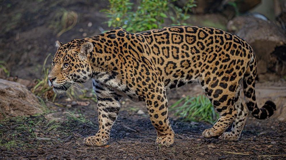 One of Chester Zoo's new jaguars.
