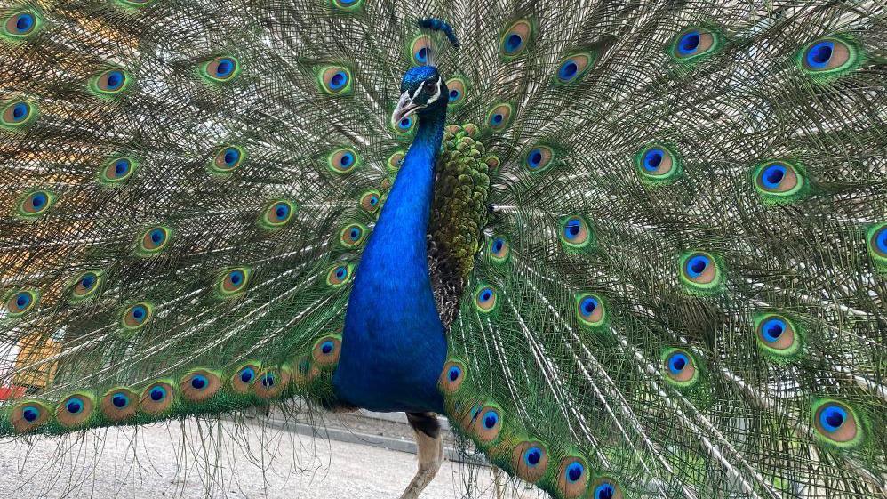 Peacock with feathers spread