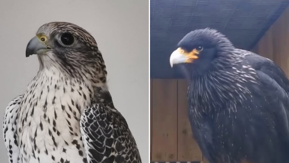A composite image showing a Gyr Falcon and a Striated Caracara. The bird on the left of the image is brown/grey and white and has a grey and black beak. The bird on the right has black feathers and a yellow and grey beak.