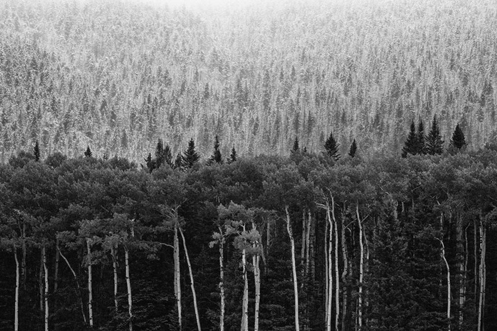 A view of tree lines of different shades