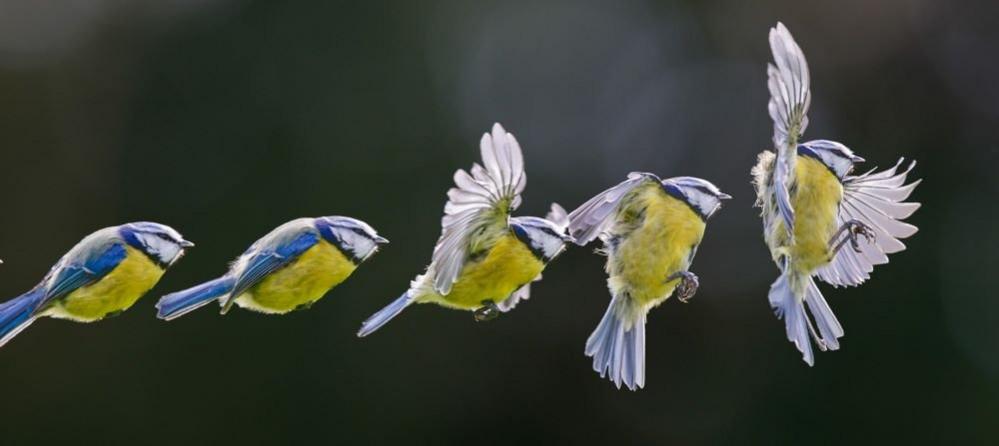 Composite image of a Blue Tit