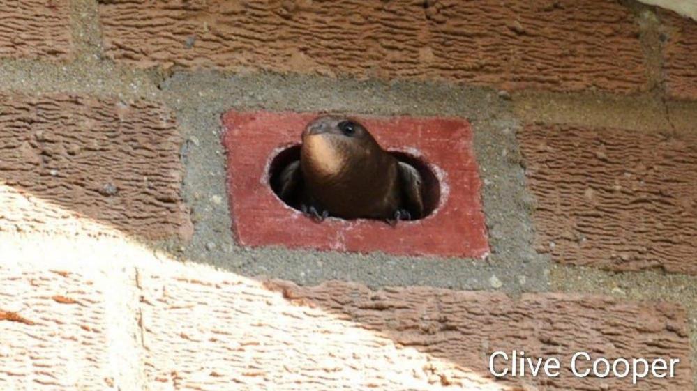 a swift sticks its head out of a swift brick in someones house