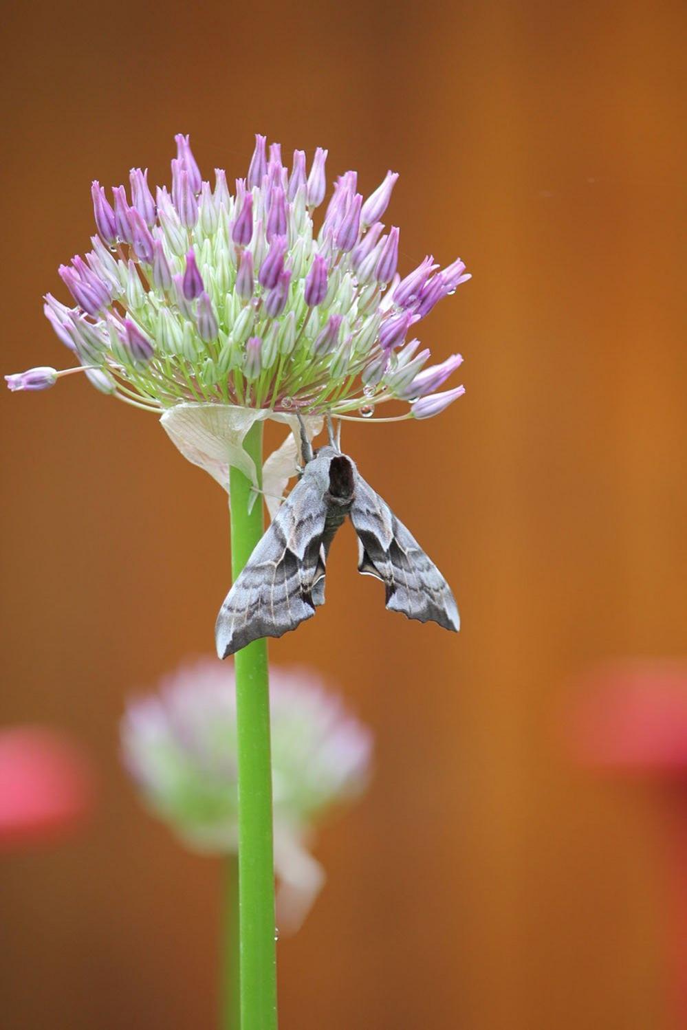 Moth on a flower