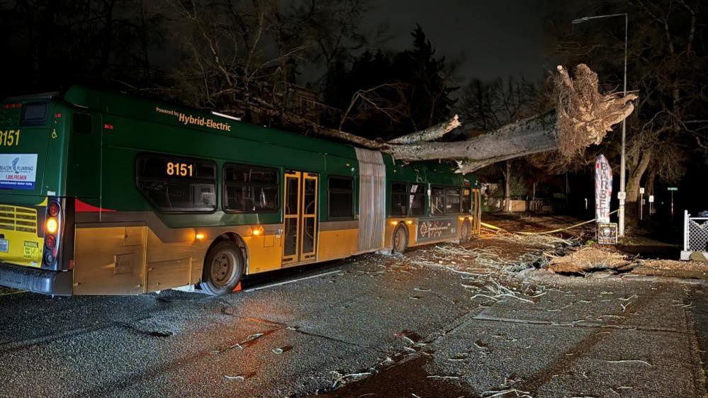 A bus with a tree fallen on it