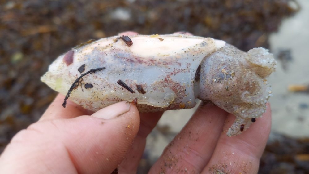 Pink cuttlefish