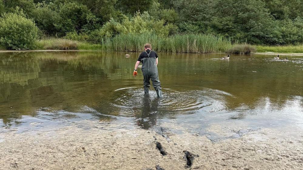 The back of a man wading into a pond with waterproof overalls on. He has short brown hair and is wearing orange gloves and looking down at the water. There are some geese on the pond and weeds in the distance. The pond is surrounded by greenery. 