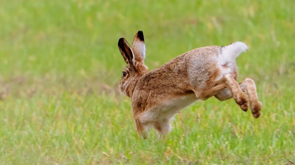 A hare springing through green grass