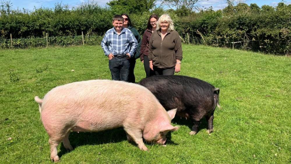 Triffit family with some of their pigs