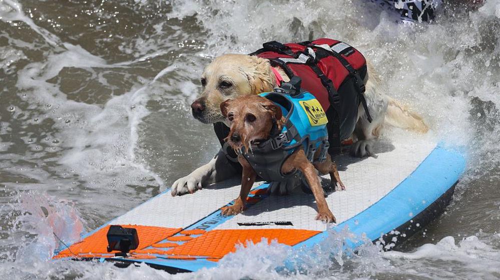 Two dogs on a surf board.