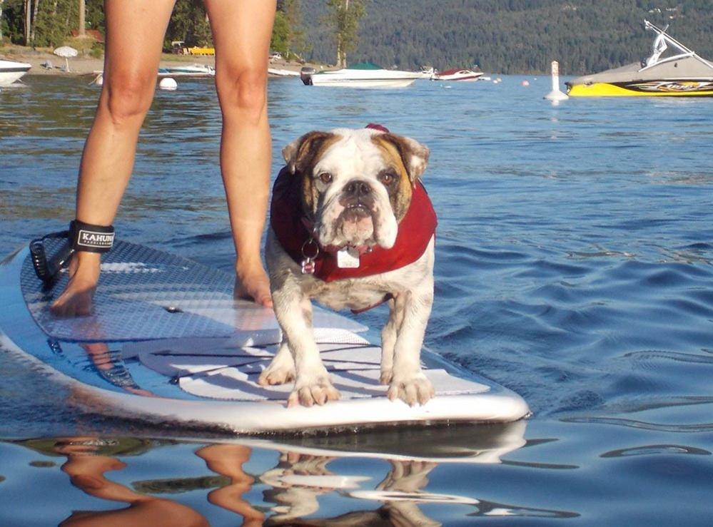 Dog on a surf board